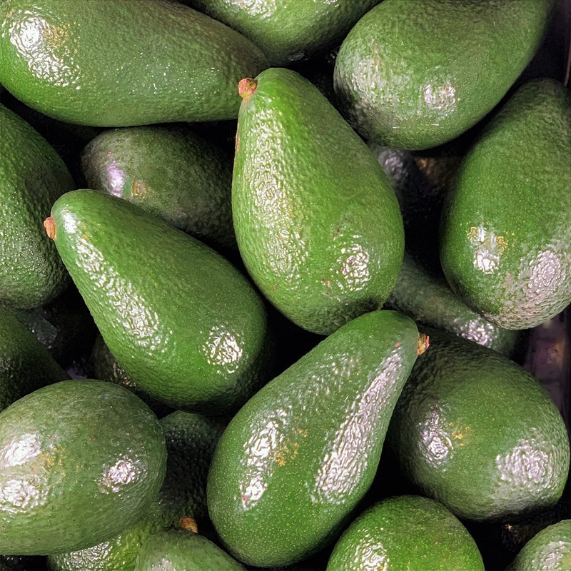 Dwarf Wurtz Avocado - Medium