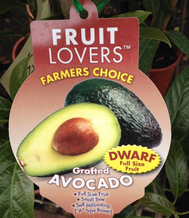 Dwarf Wurtz Avocado Tree - Ladybird Nursery