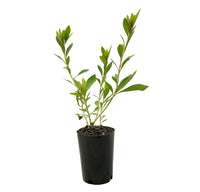 Azalea indica splendens