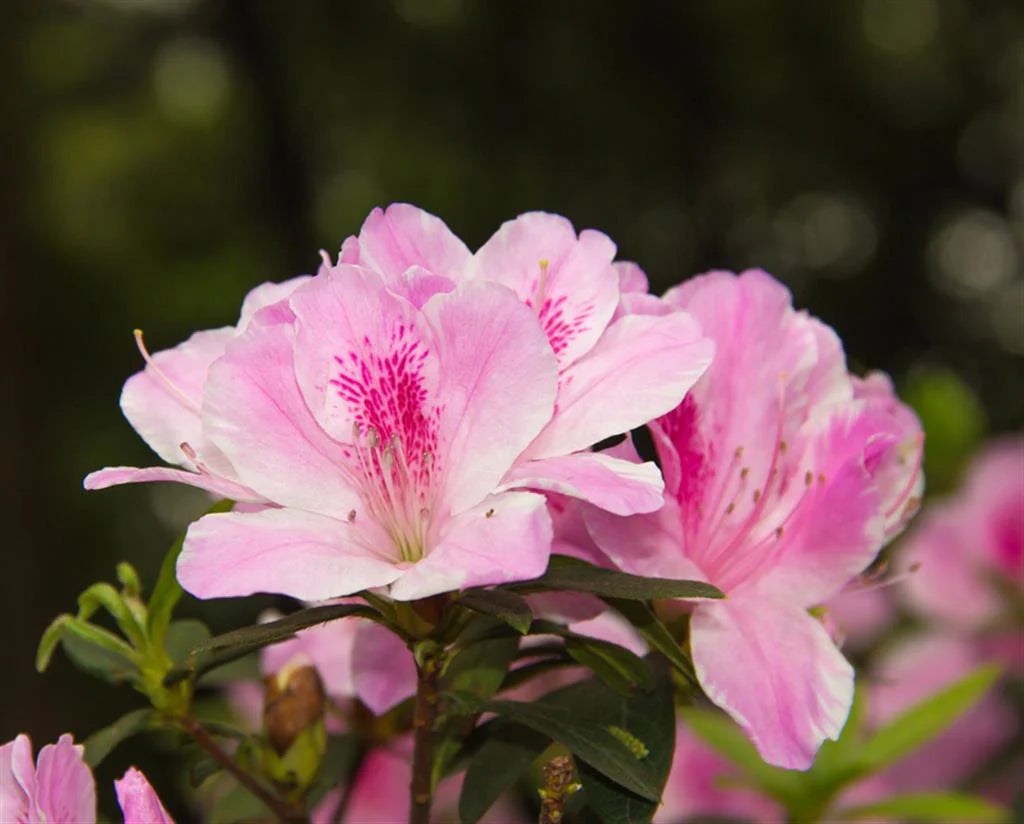 Azalea indica splendens
