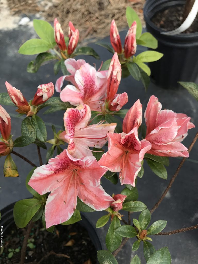 Azalea indica Elizabeth Lawrence