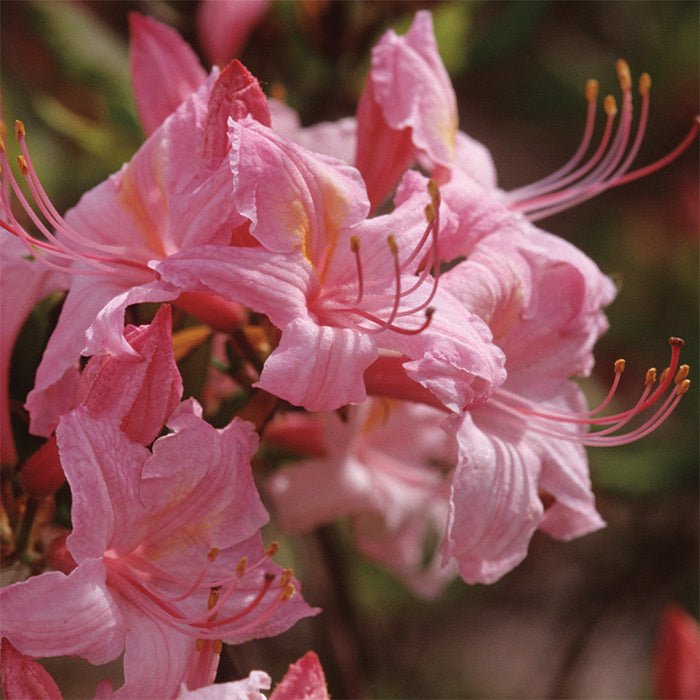 Azalea Candylight - Ladybird Nursery