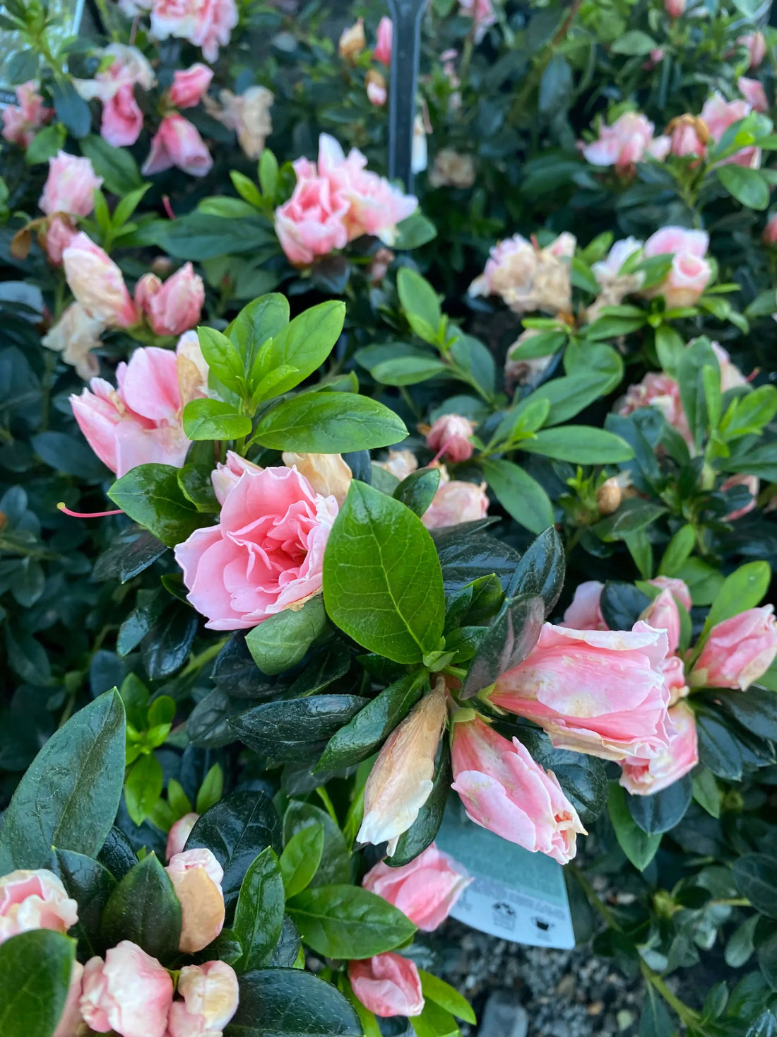 Azalea Christine Matton - Ladybird Nursery