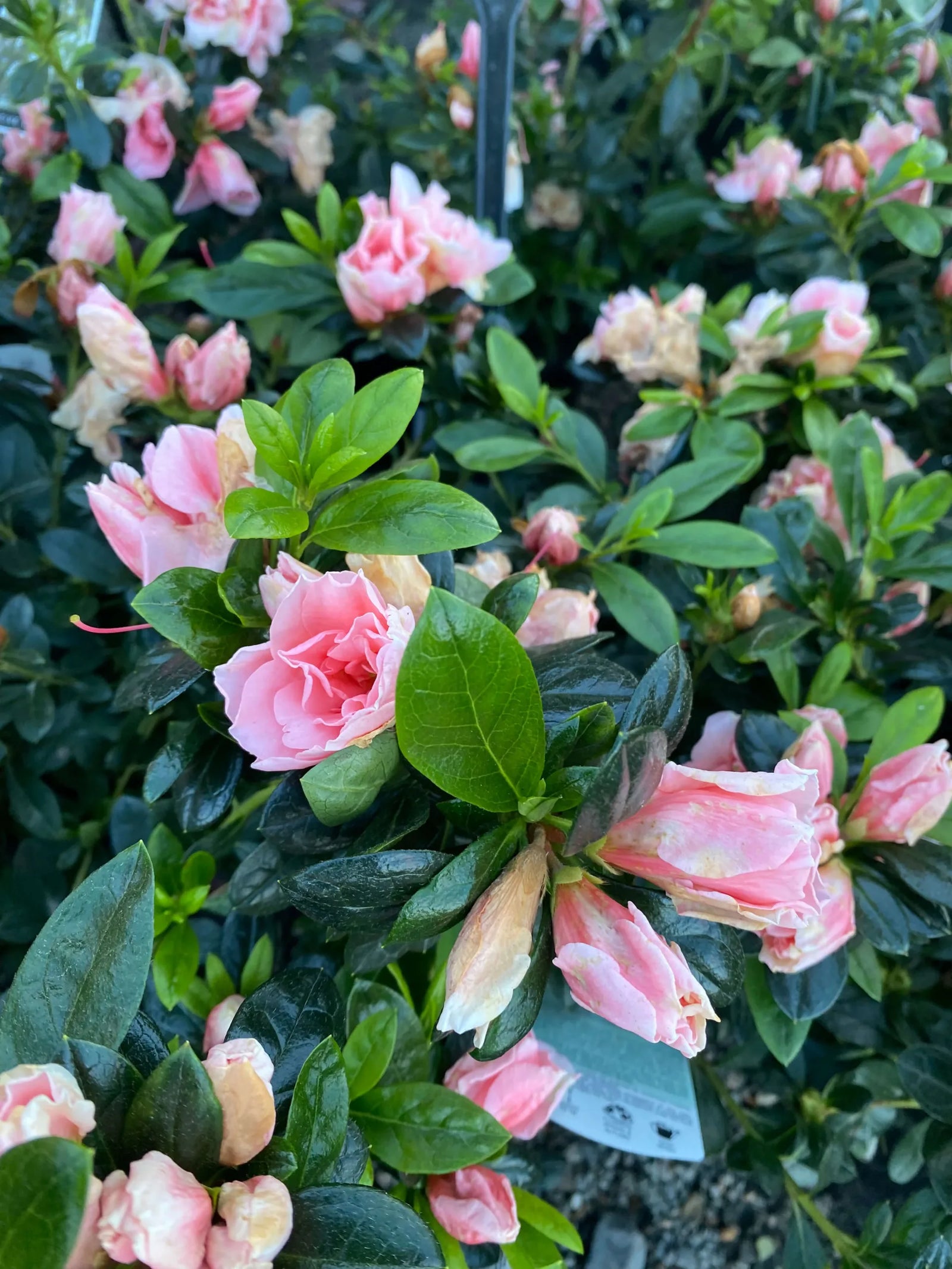 Azalea Christine Matton - Ladybird Nursery