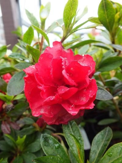 Azalea indica Red Robin