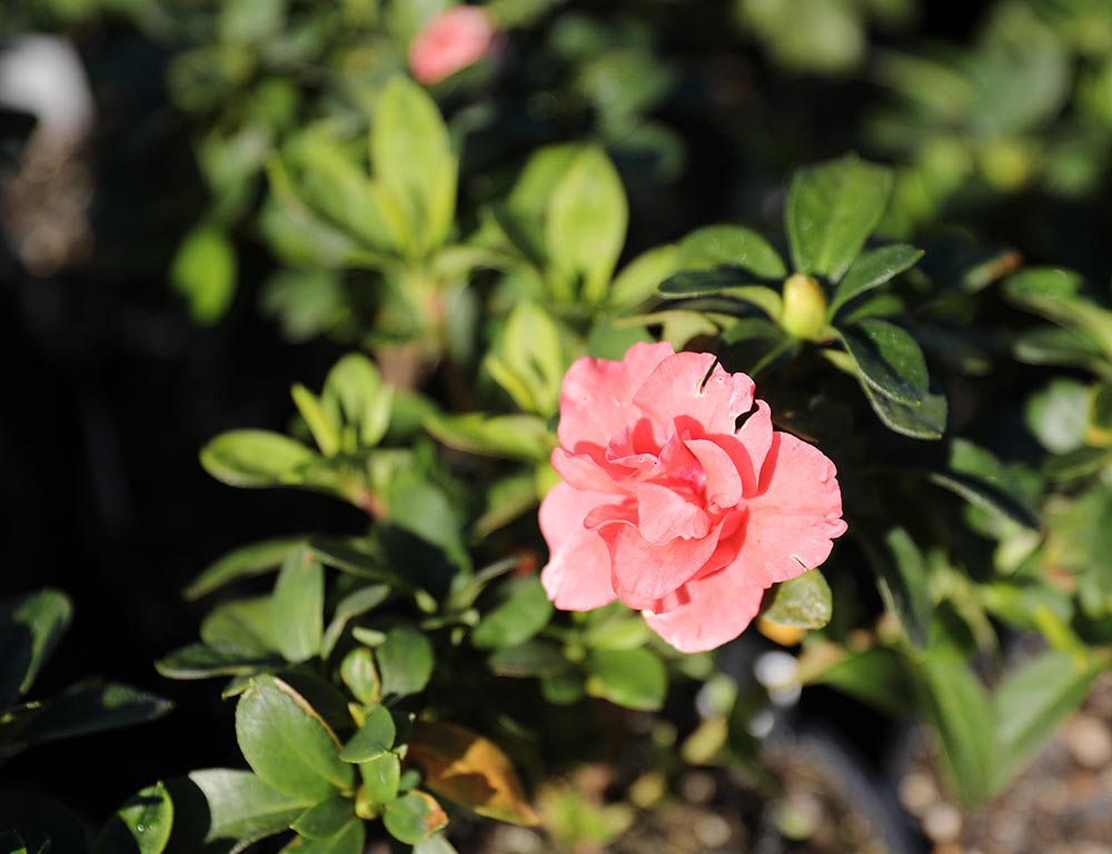 Azalea Guanda Pink - Ladybird Nursery