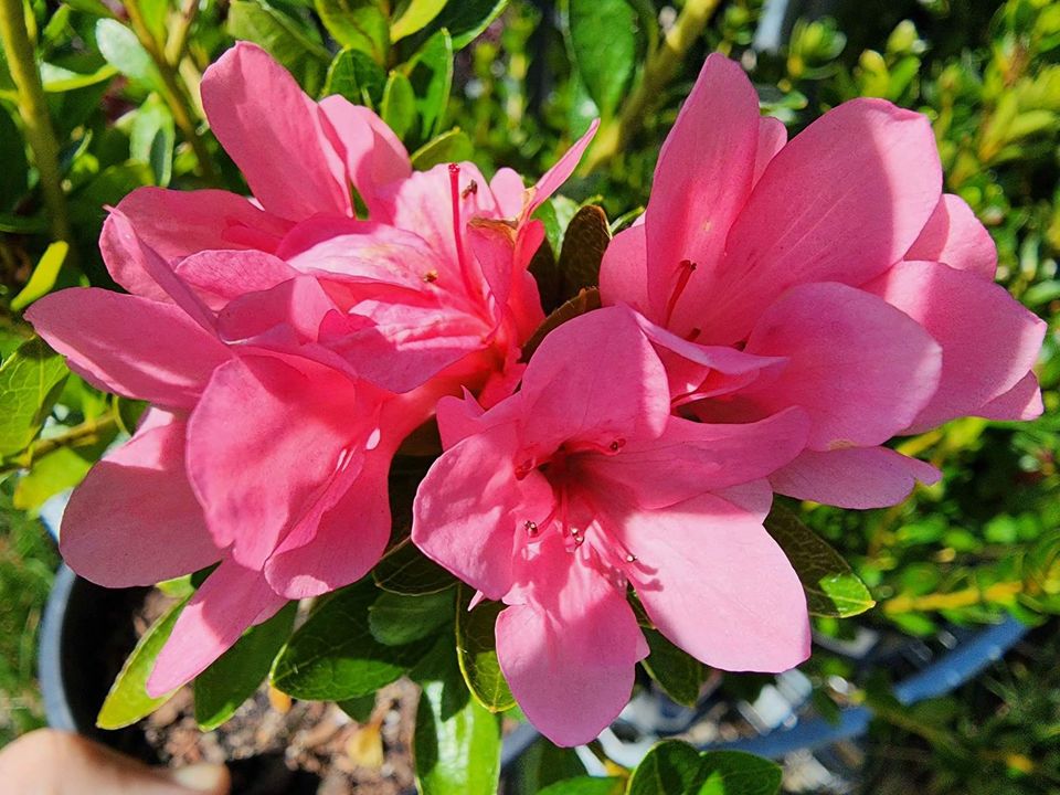 Azalea Kirin - Ladybird Nursery