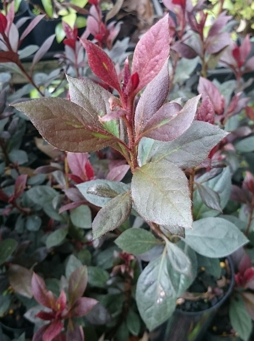 Azalea indica Plumtastic