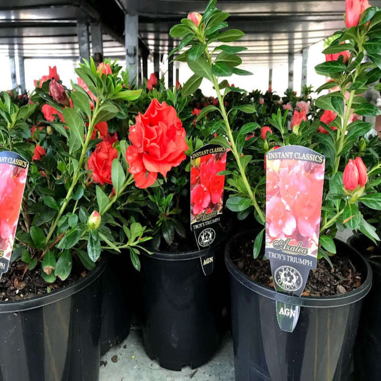 Azalea Troys Triumph