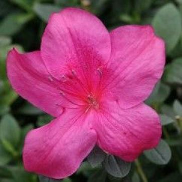 Azalea indica Elizabeth Lawrence