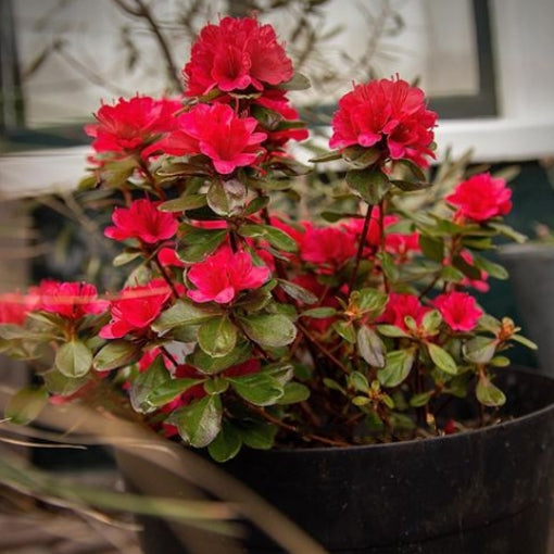 Azalea indica Red Robin