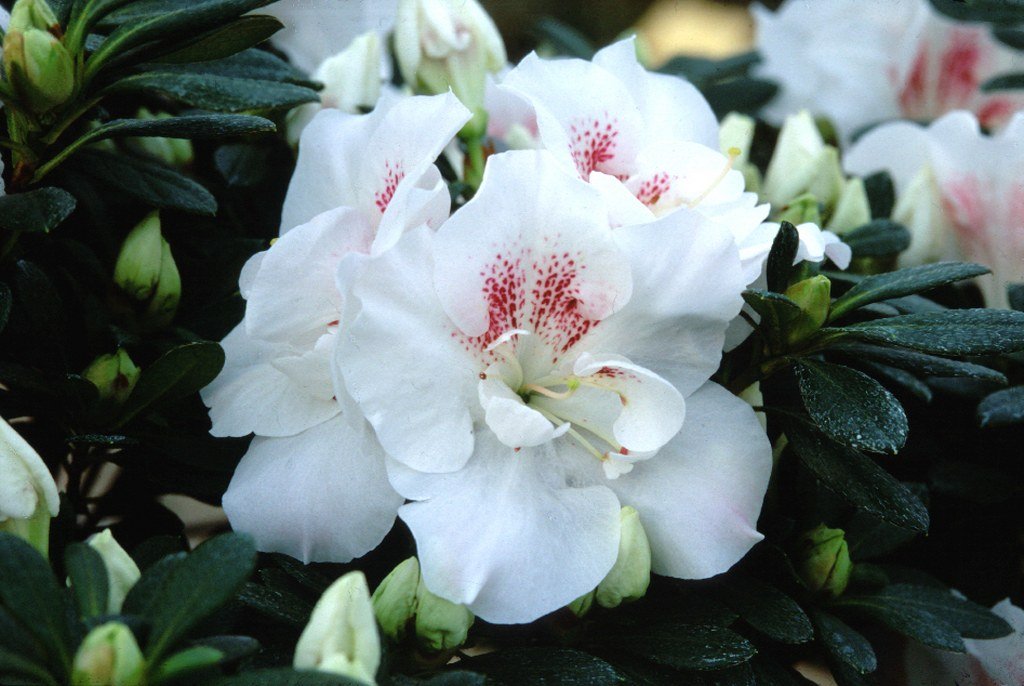 Azalea indica Stella Maris - Ladybird Nursery