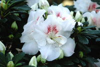 Azalea indica Stella Maris