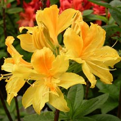 Azalea Mollis Gold Dust