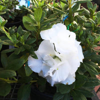 Azalea Aline - Ladybird Nursery