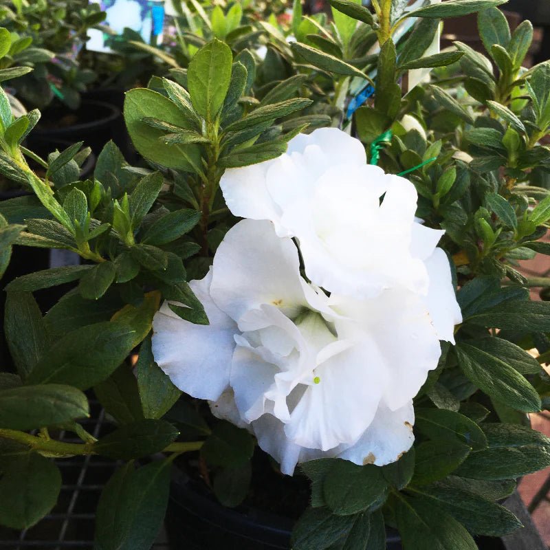 Azalea Aline - Ladybird Nursery