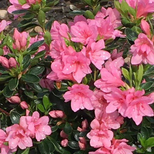 Azalea Rays Ruby Azalea Wards Ruby Plant – Buy Now! – Ladybird Nursery