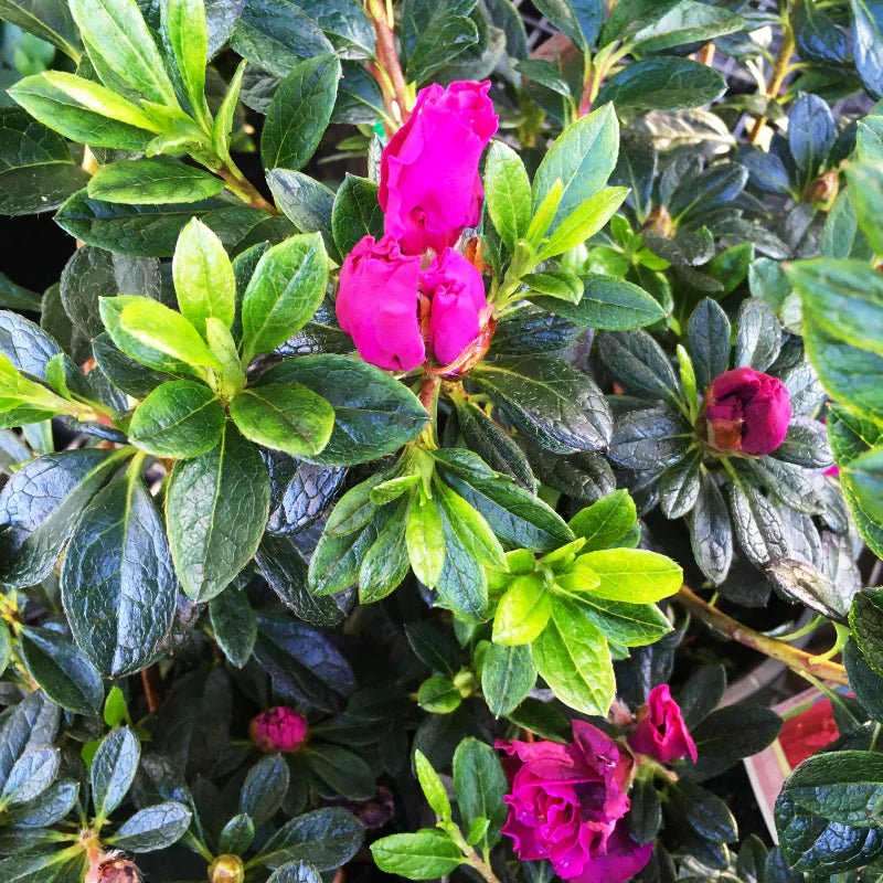 Azalea Flamingo - Ladybird Nursery