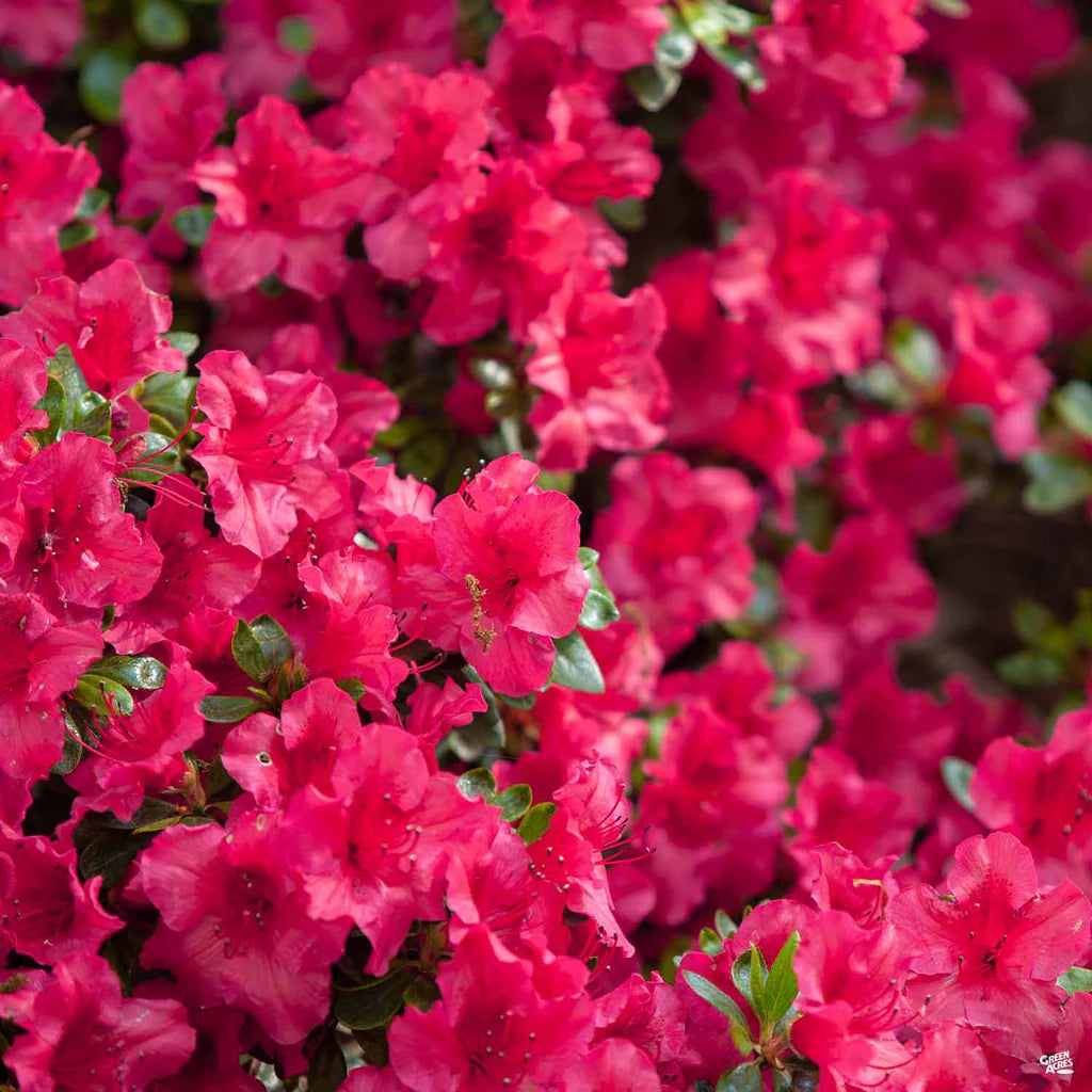 Azalea Refulgens