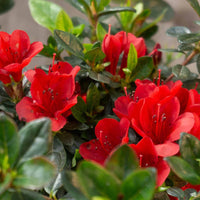 Azalea Wards Ruby - Ladybird Nursery