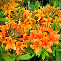 Azalea mollis ‘Gibraltar’ (Deciduous Azalea) - Ladybird Nursery