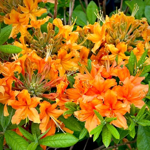 Azalea mollis ‘Gibraltar’ (Deciduous Azalea) - Ladybird Nursery