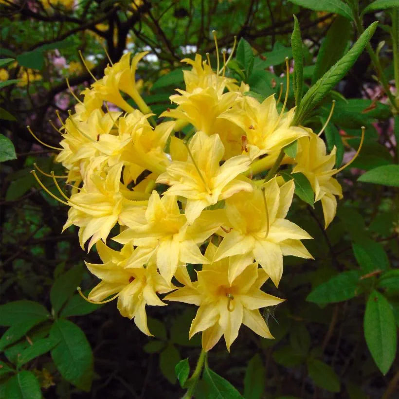 Azalea Mollis Narcissiflora