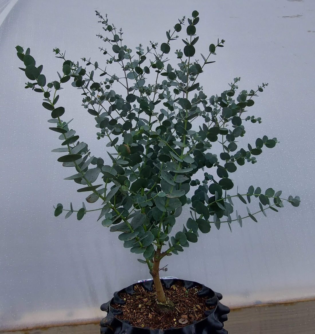 Cider Gum (Eucalyptus gunnii) - Ladybird Nursery