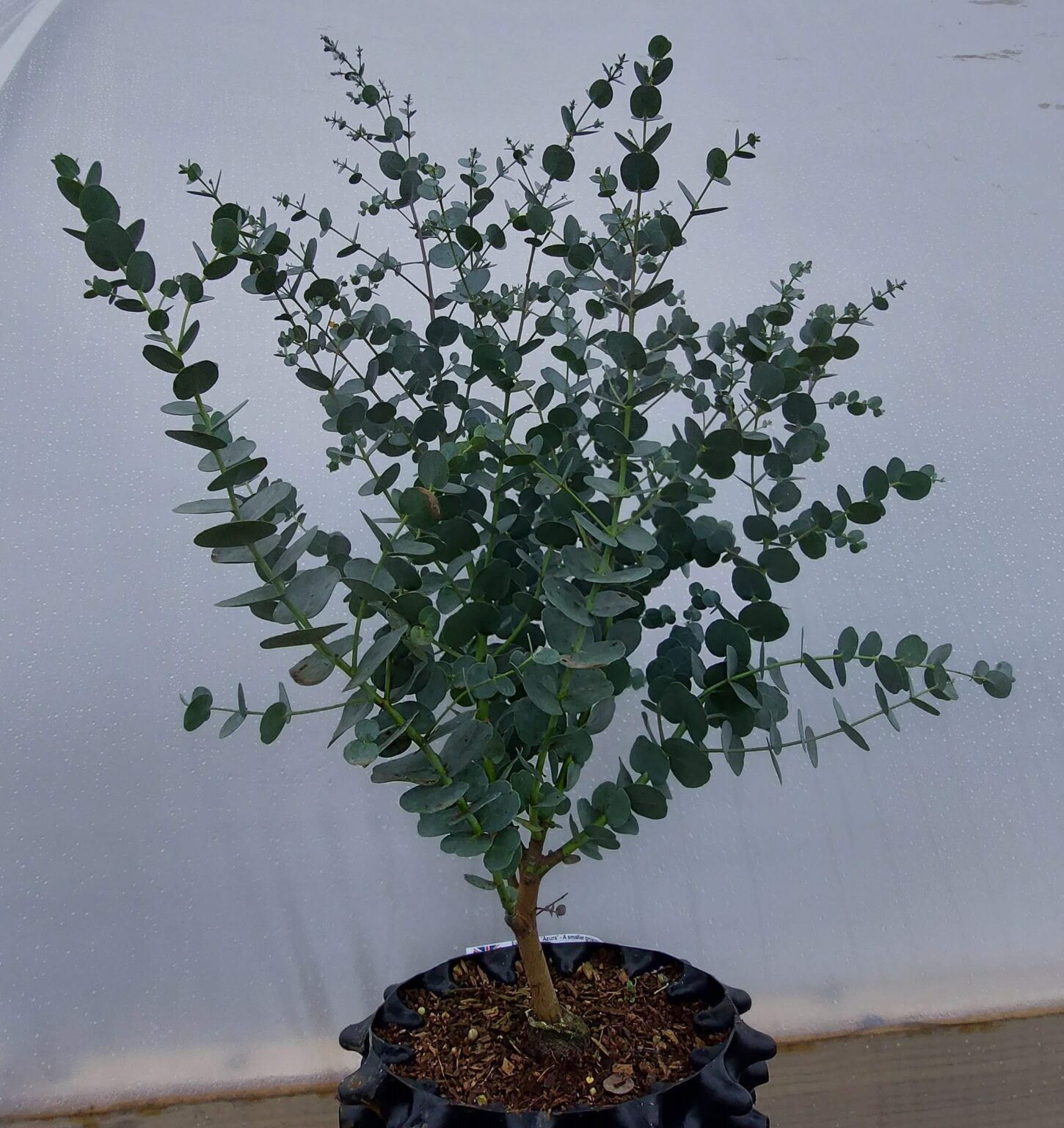 Cider Gum (Eucalyptus gunnii) - Ladybird Nursery