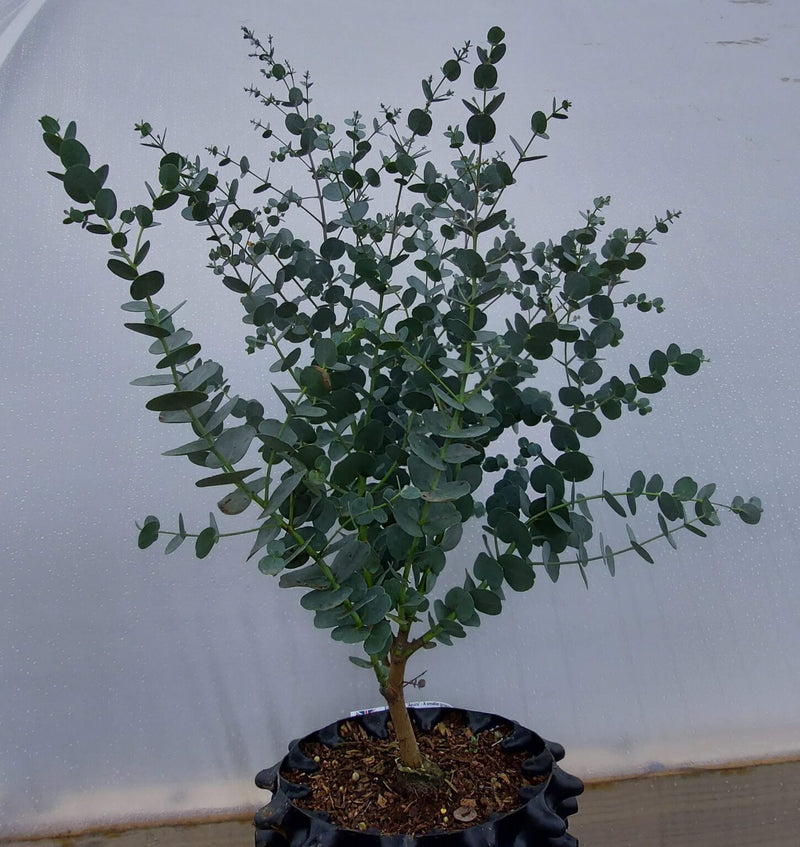 Cider Gum (Eucalyptus gunnii)