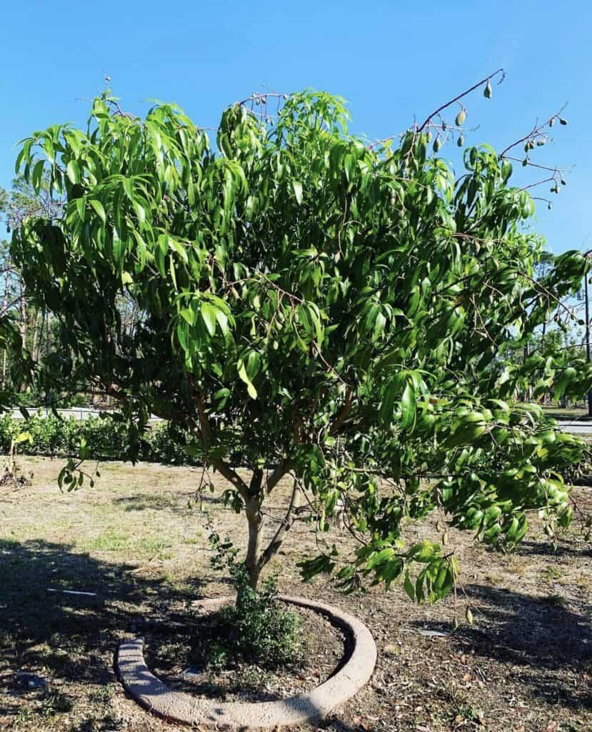 Mango 'Valencia Pride'