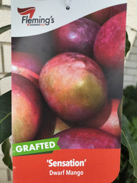 Dwarf Strawberry Mango (Sensation)