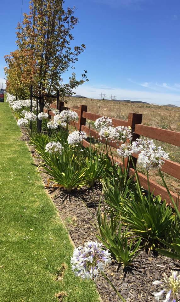 Agapanthus 'Queen Mum' - Large