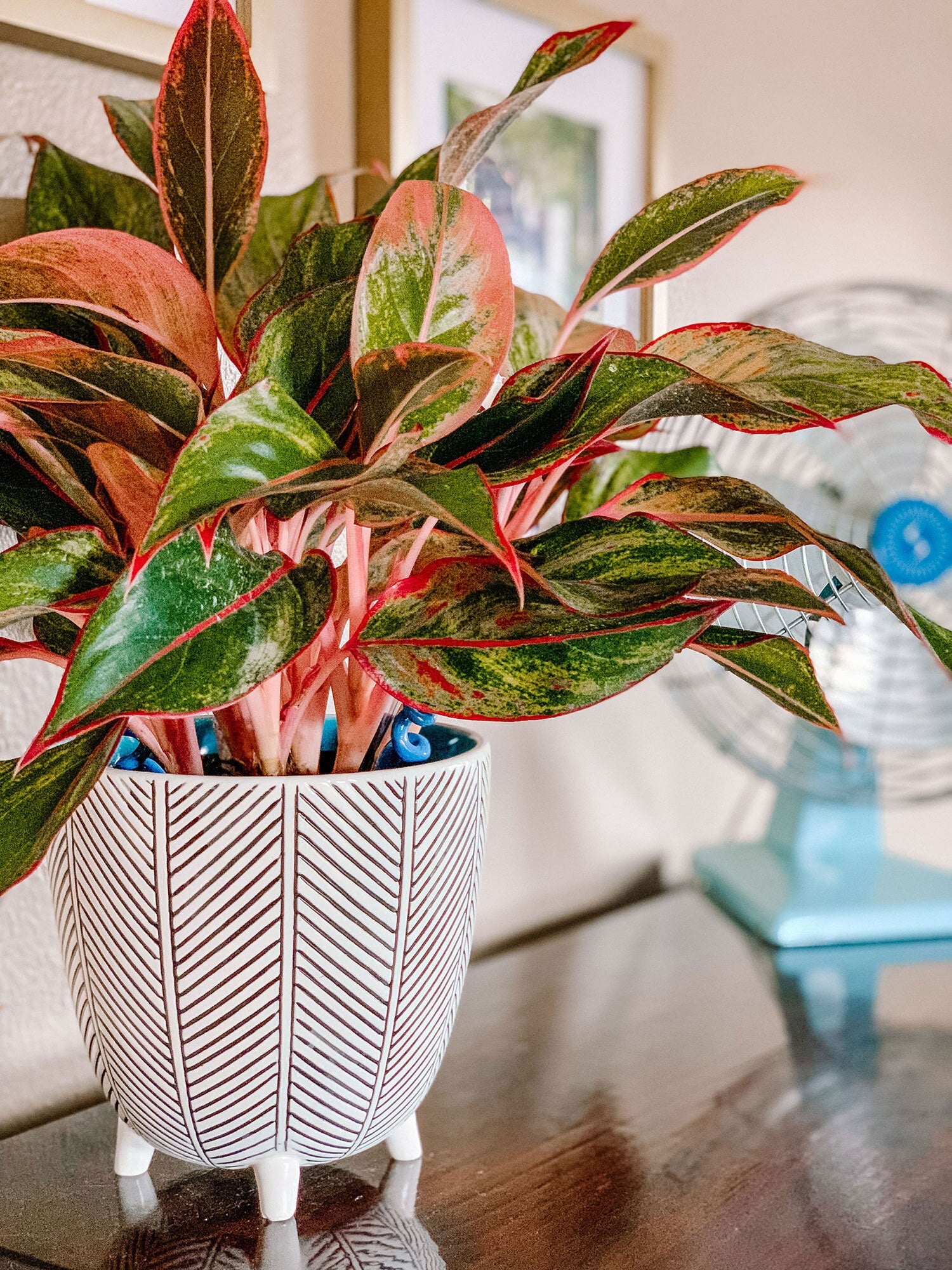 Aglaonema Shade or Indoor Plant - Ladybird Nursery