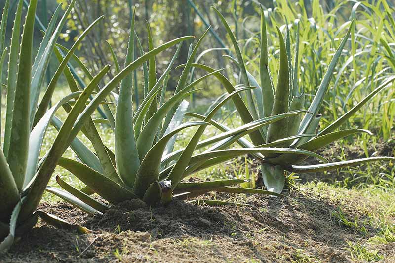 Aloe Vera Warm Welcome - Ladybird Nursery