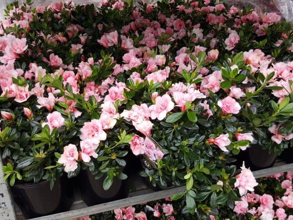 Azalea Christina Matton - Ladybird Nursery