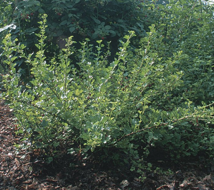 English Gooseberry Fruit Plants