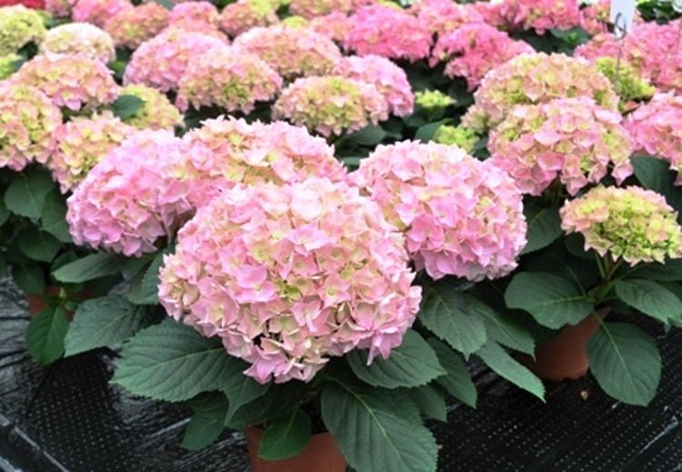 Hydrangea Avantgarde - Ladybird Nursery