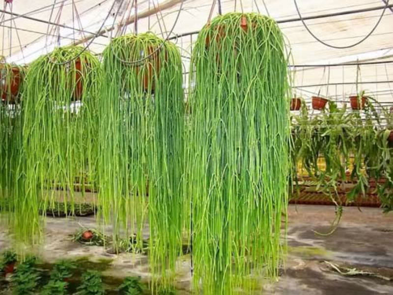 Rhipsalis hangers (assorted) - Ladybird Nursery