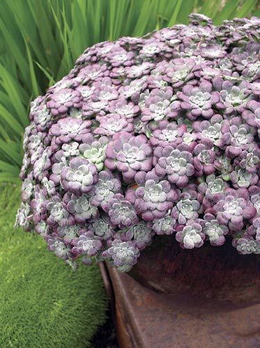 Sedum 'Purple Blob'