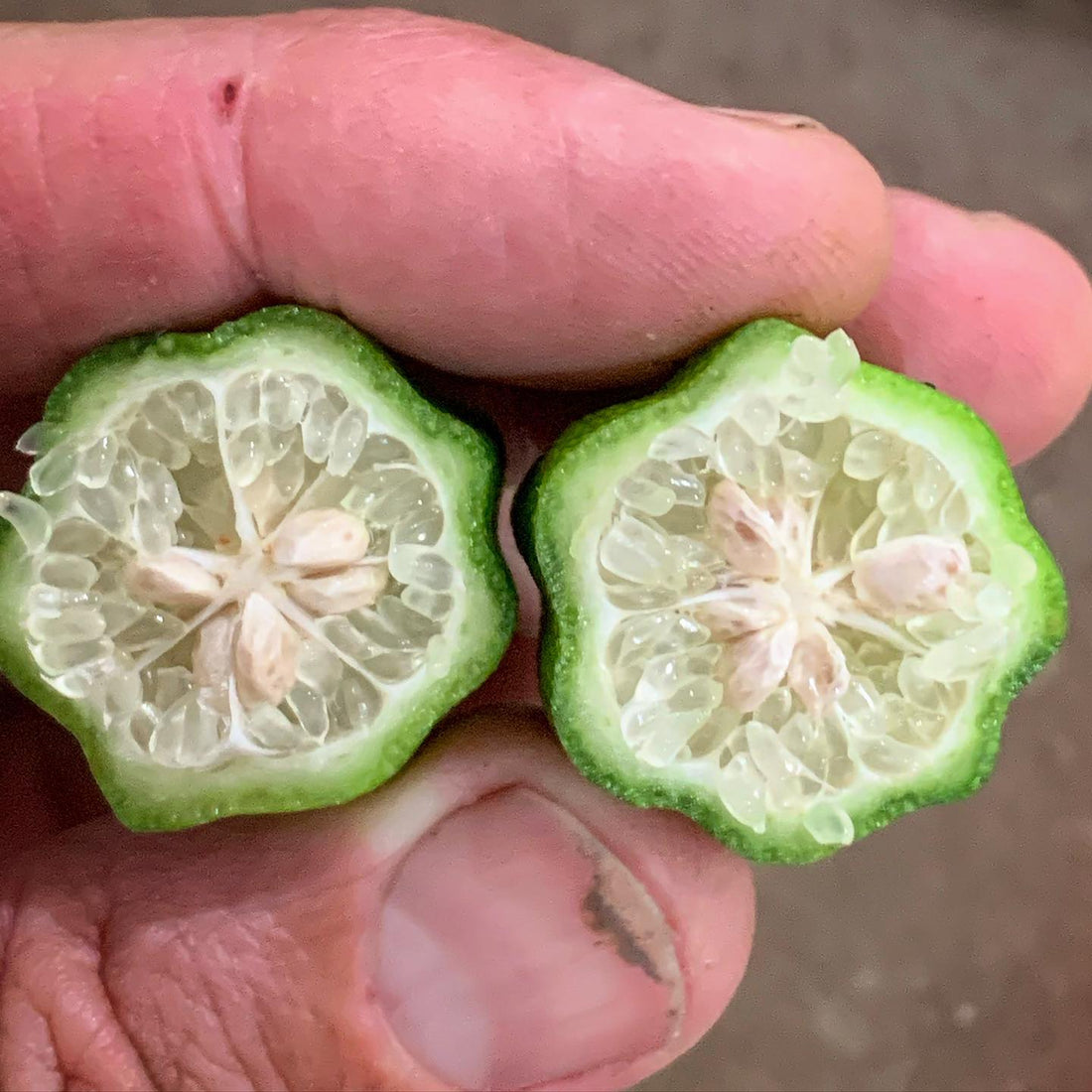 Russel River Lime (QLD Only) - Ladybird Nursery