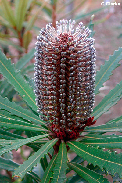 Hinchenbrook Banksia (Banksia plagiocarpa)