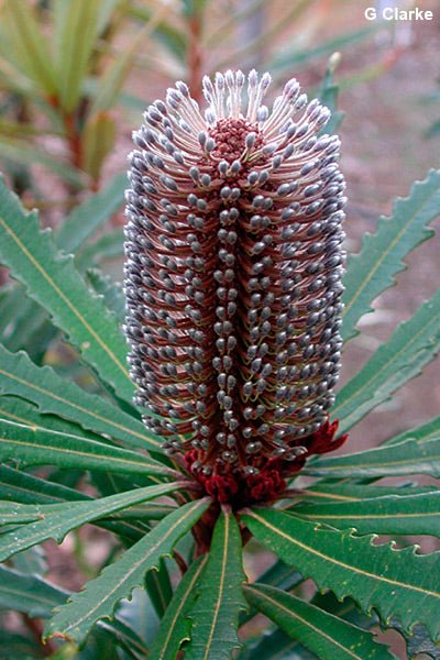 Hinchenbrook Banksia (Banksia plagiocarpa) - Ladybird Nursery