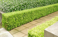 Buxus Japonica 300mm