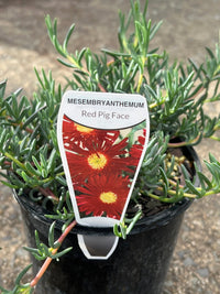 'Red Pig Face' (Mesembryanthemum) - Ladybird Nursery