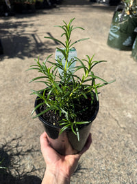 Rosemary 'Pink Remembrance'