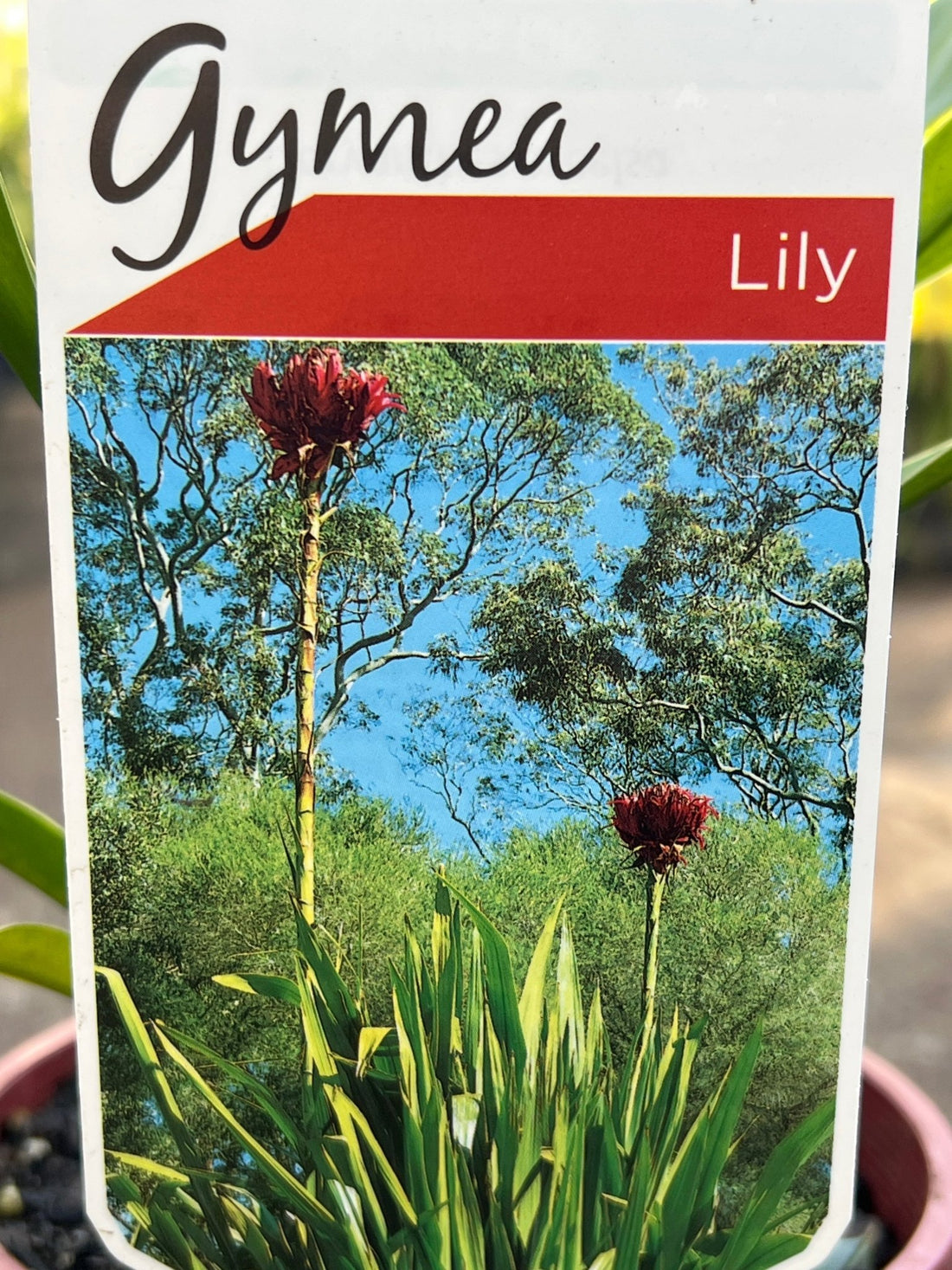 Gymea Lily (Doryanthes excelsa) - Ladybird Nursery