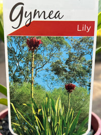 Gymea Lily (Doryanthes excelsa) - Ladybird Nursery
