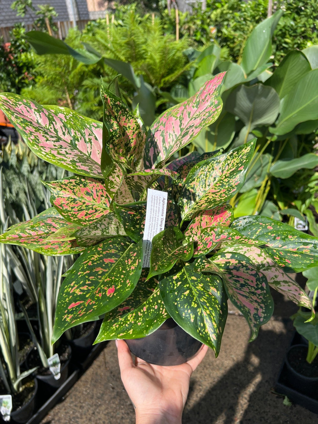 Aglaonema 'Dang Mongkol’ - Ladybird Nursery