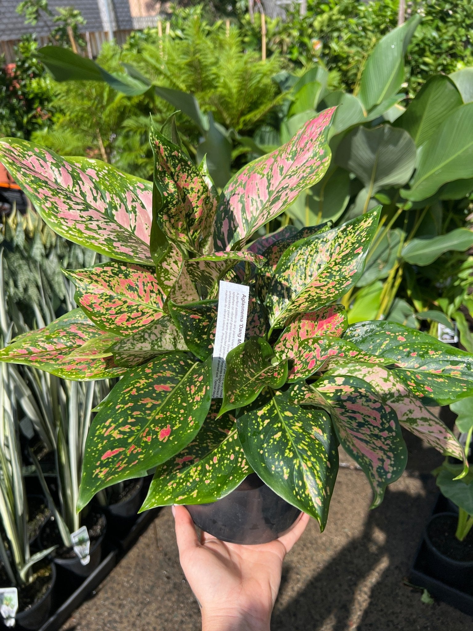 Aglaonema 'Dang Mongkol’ - Ladybird Nursery